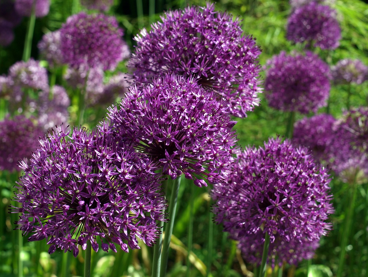 allum  flower  purple free photo