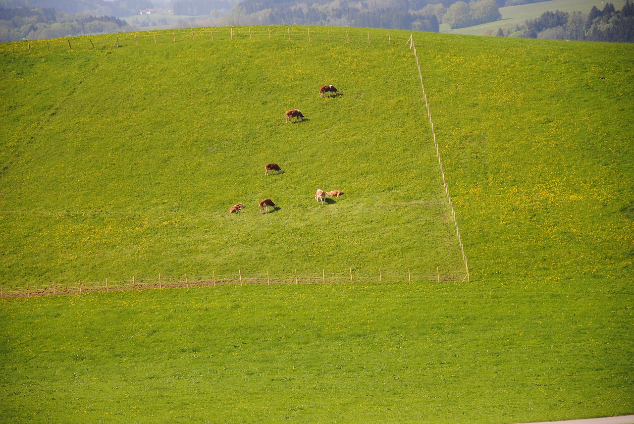 alm pasture cows free photo