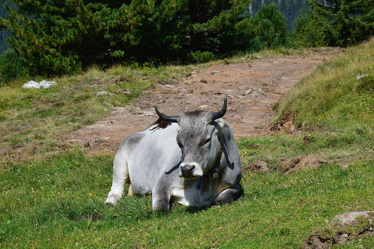 alm cow relax free photo