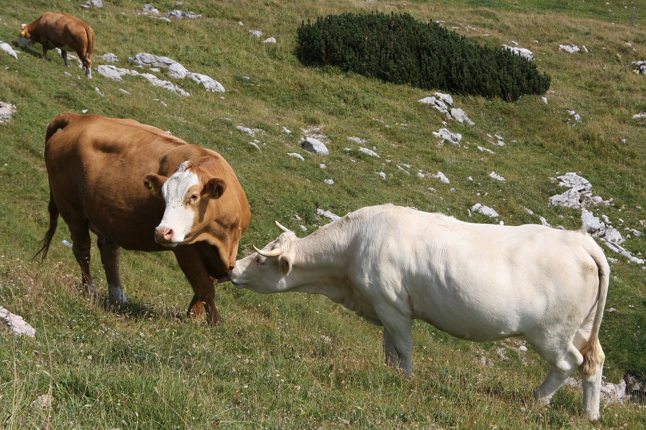alm alpine dairy farming cows free photo