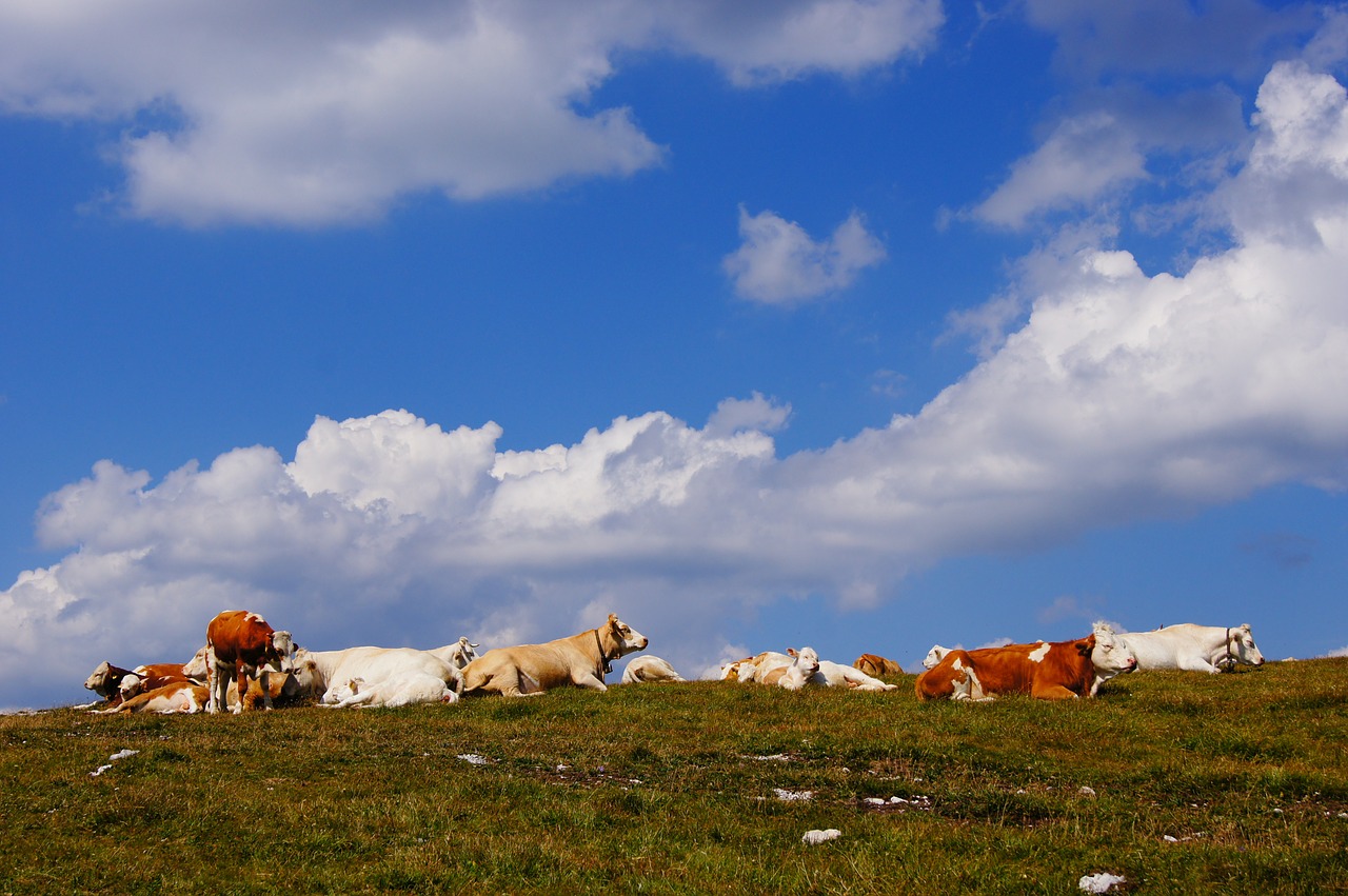 alm cows pasture free photo
