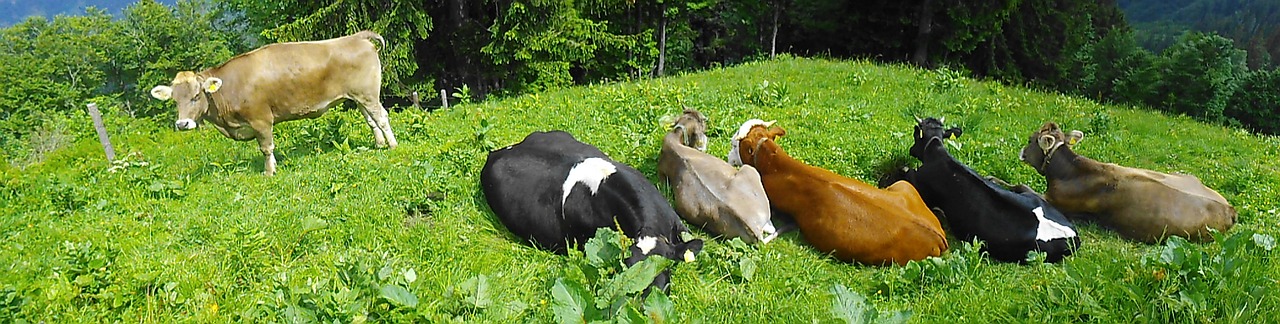 alm almkühe cows free photo