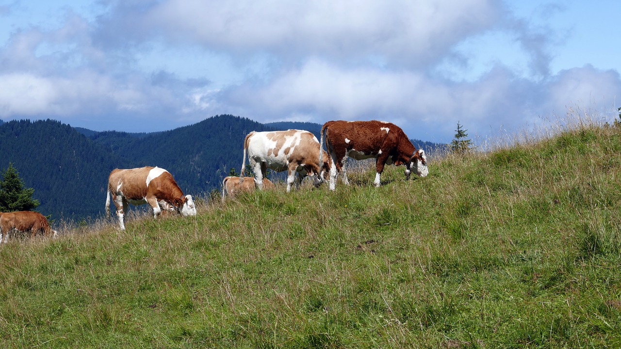 alm pasture cows free photo