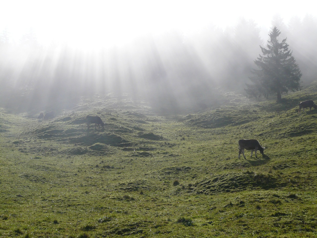 alm,alpe,cow,idyll,meadow,pasture,mountain,light,shadow,lichtspiel,fog,back light,nature,free pictures, free photos, free images, royalty free, free illustrations, public domain