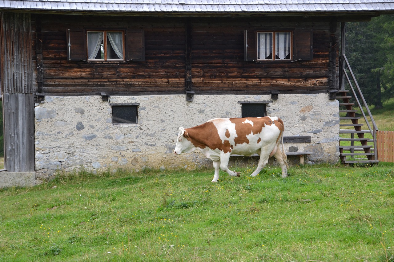 alm  cow  pasture free photo