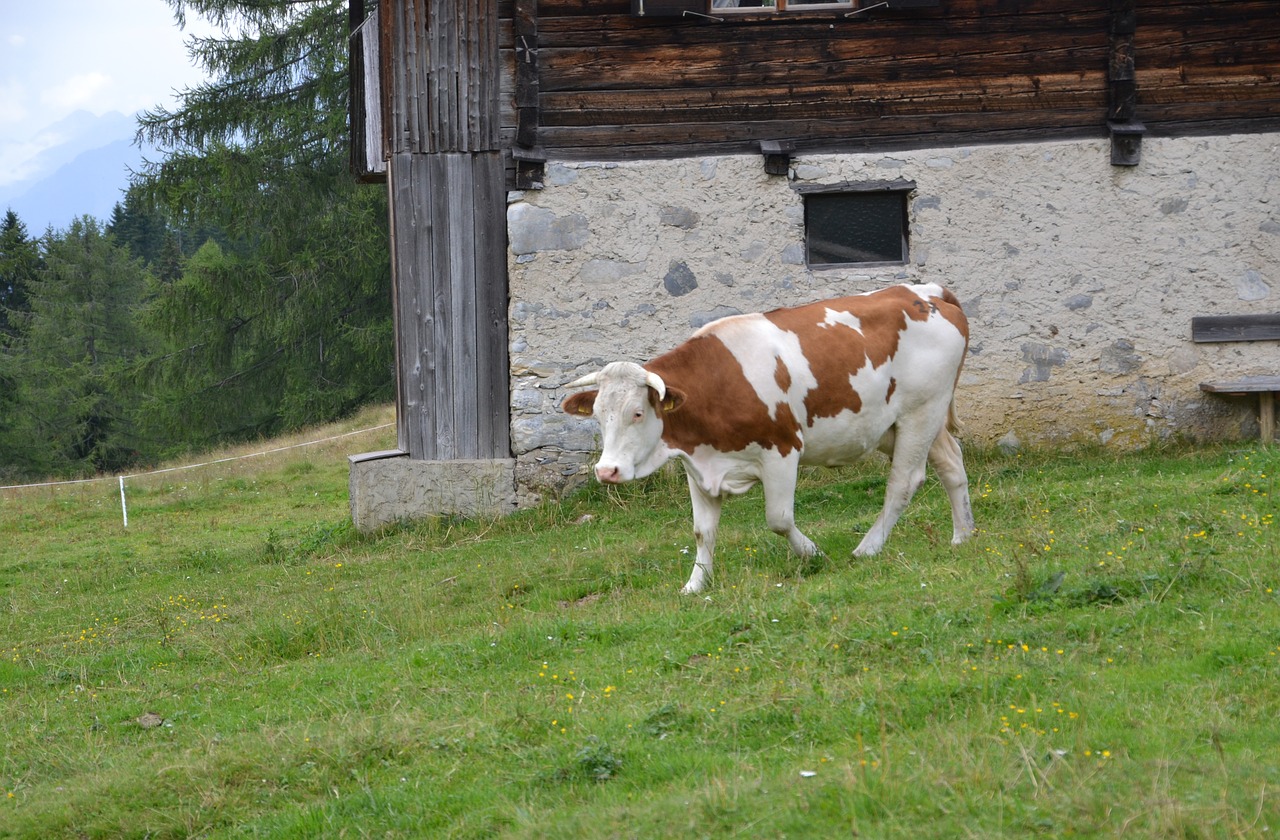 alm  alpine hut  nature free photo