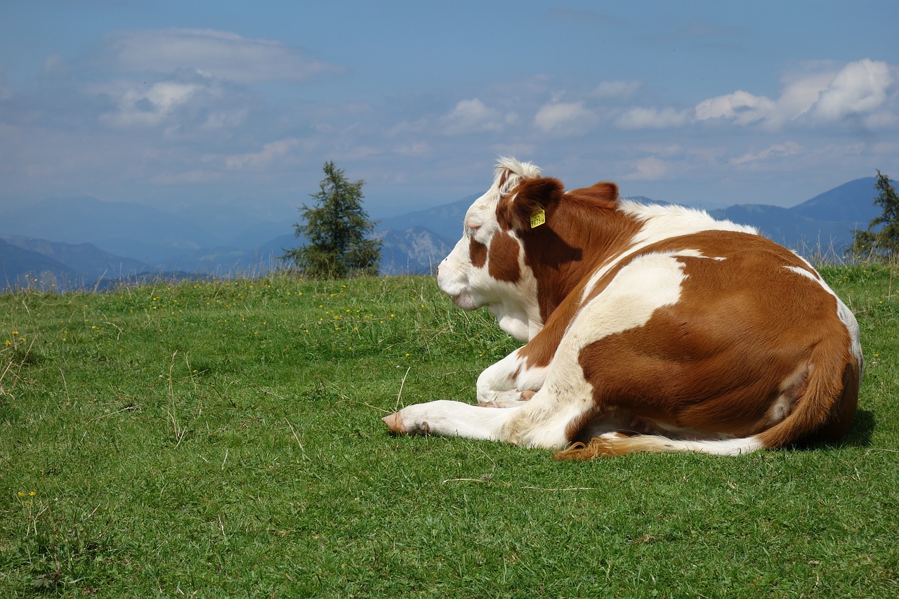 alm  cow  agriculture free photo