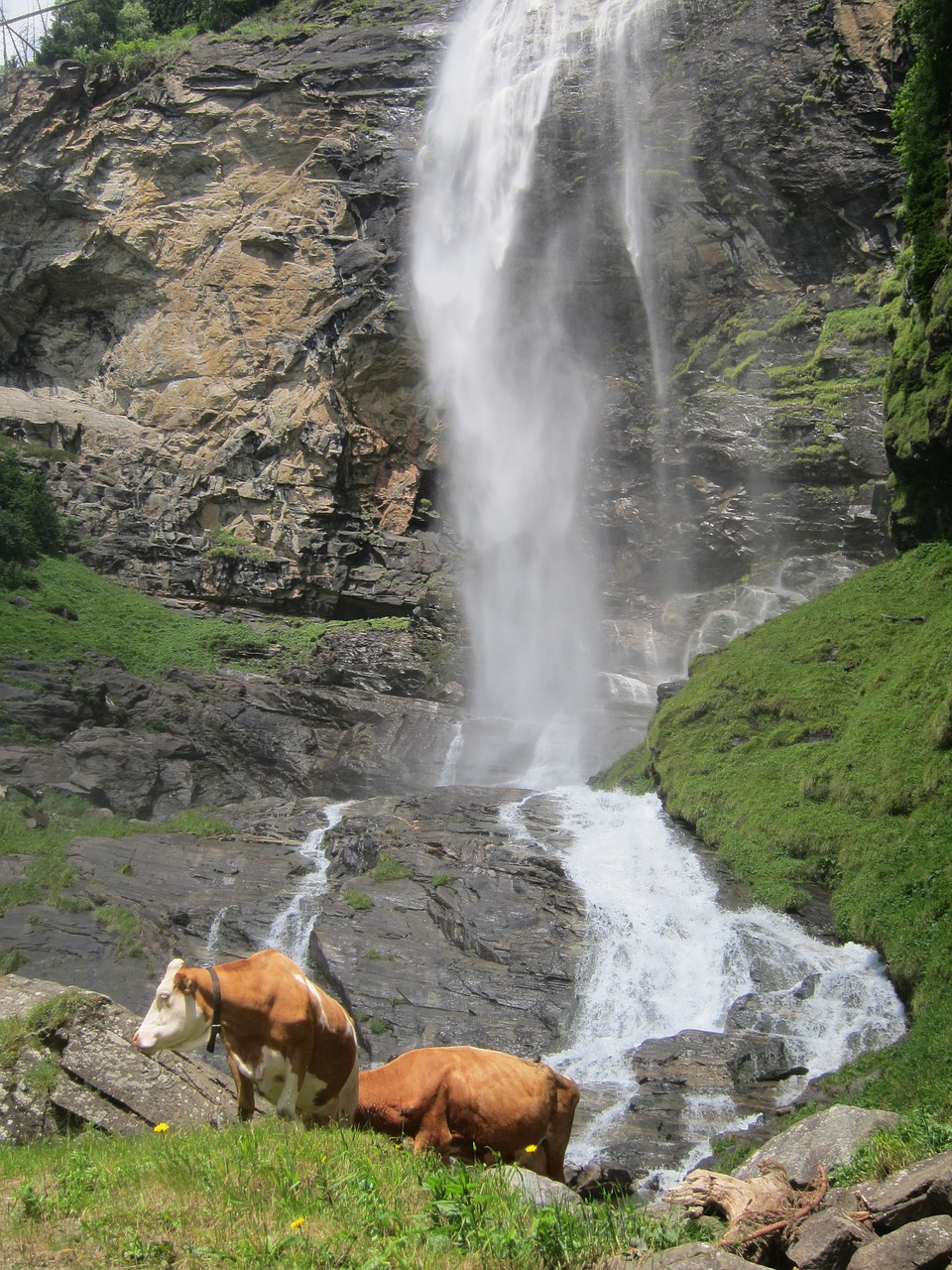 alm cow waterfall free photo