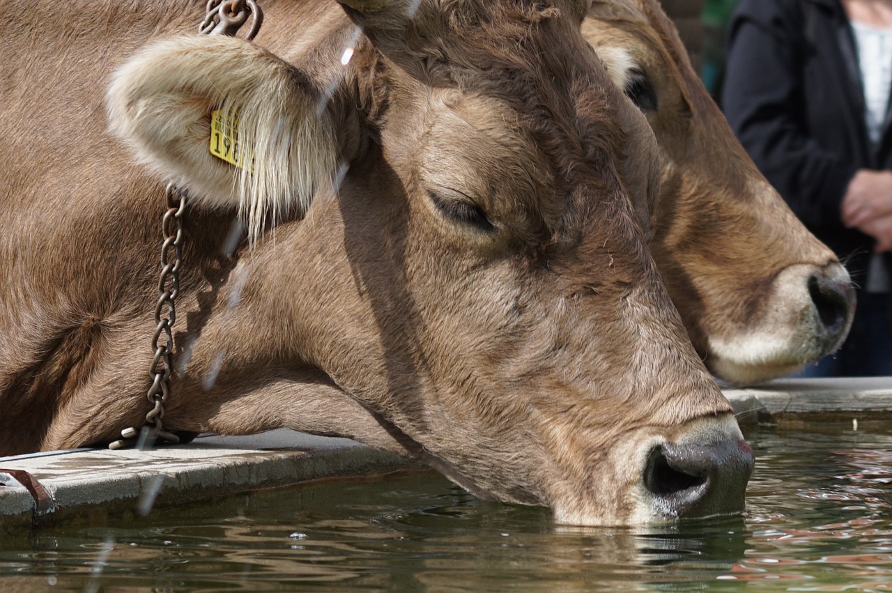 almabtrieb cows thirst free photo