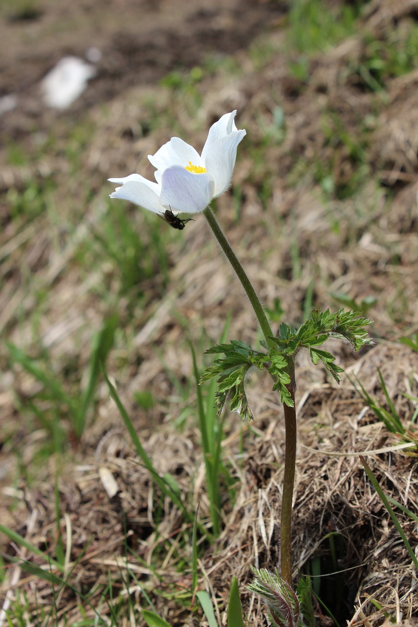 almblume alpine flower pasqueflower free photo