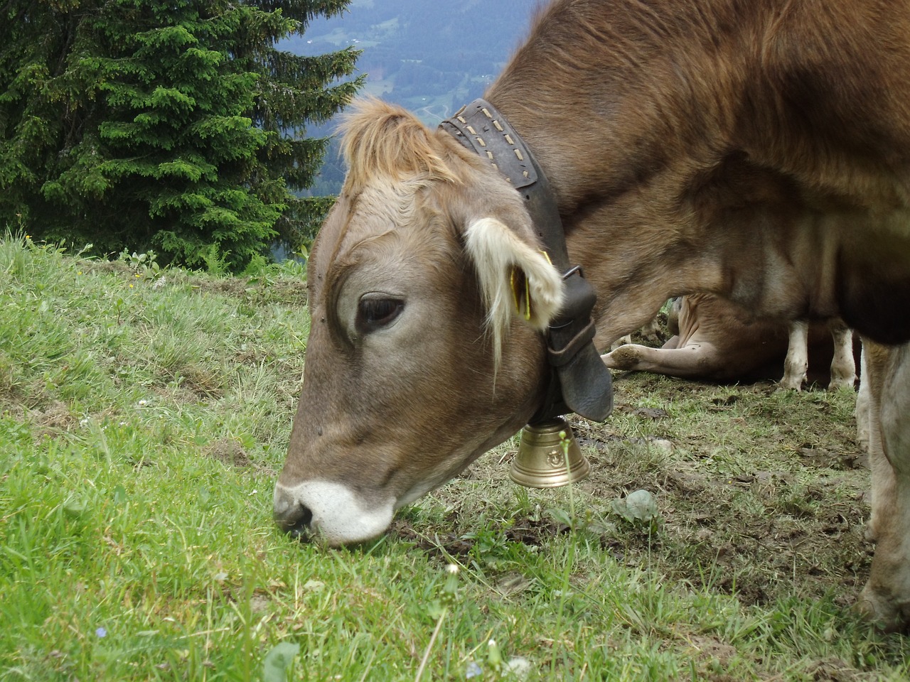 almkuh cowboy cow free photo