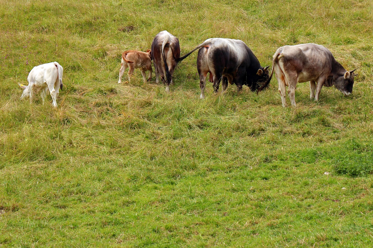 almkühe cows cow free photo