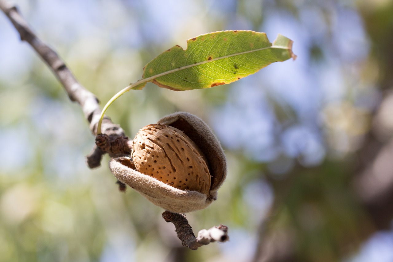 almond fruit cultivation free photo