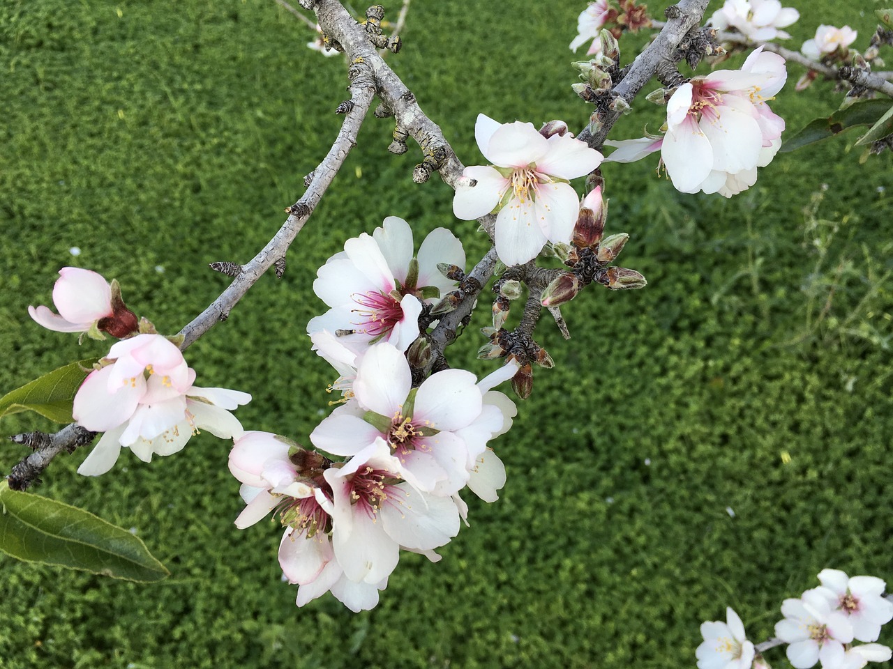 almond flower floral free photo