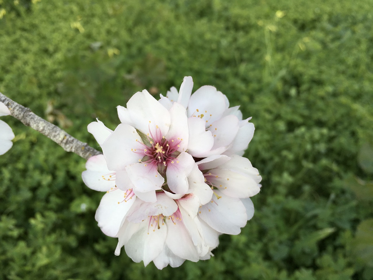 almond blossom bloom free photo