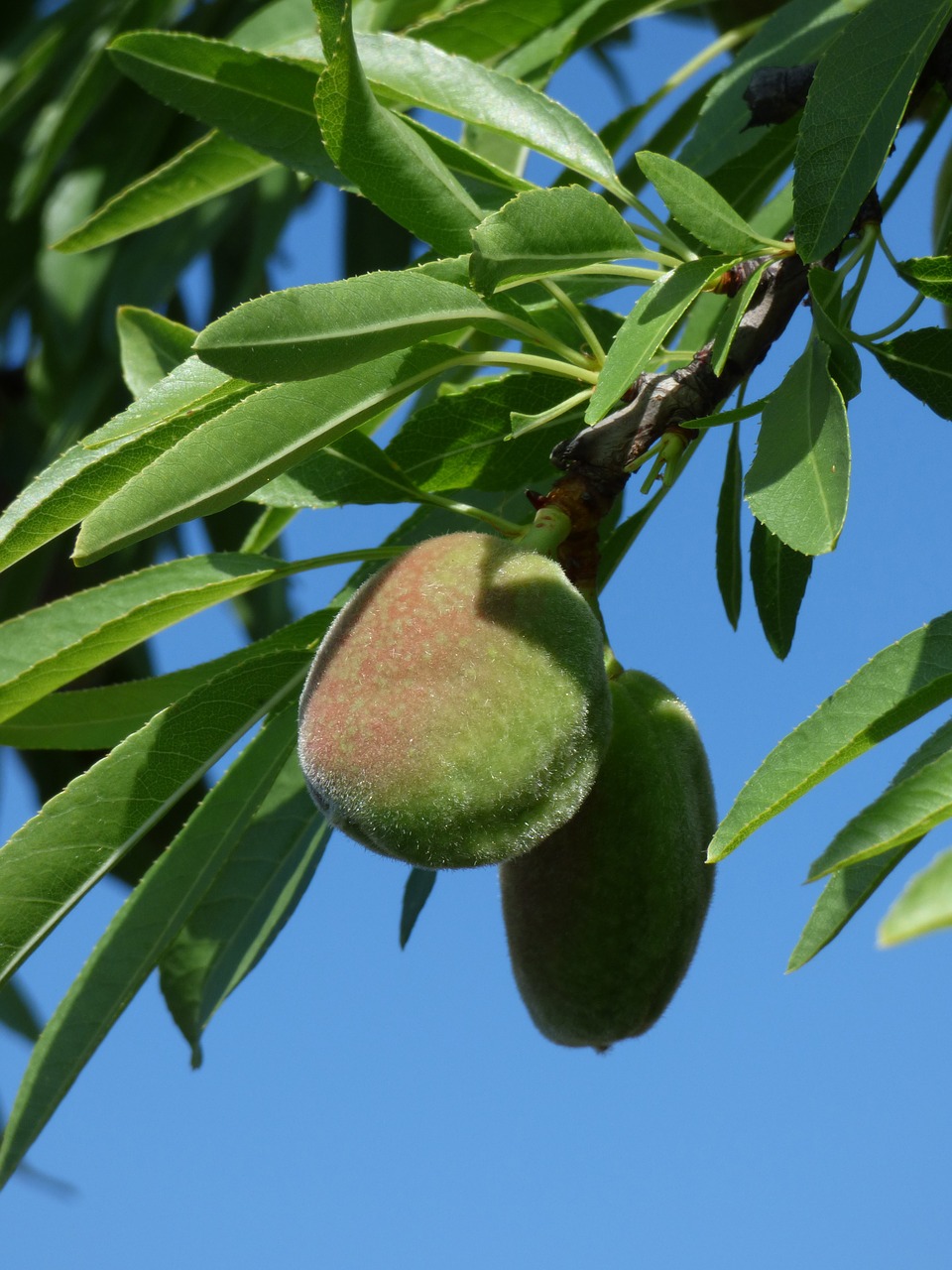 almond almond tree spring free photo