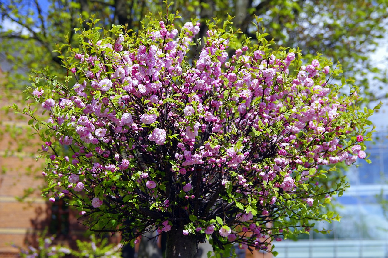 almond flowers pink free photo