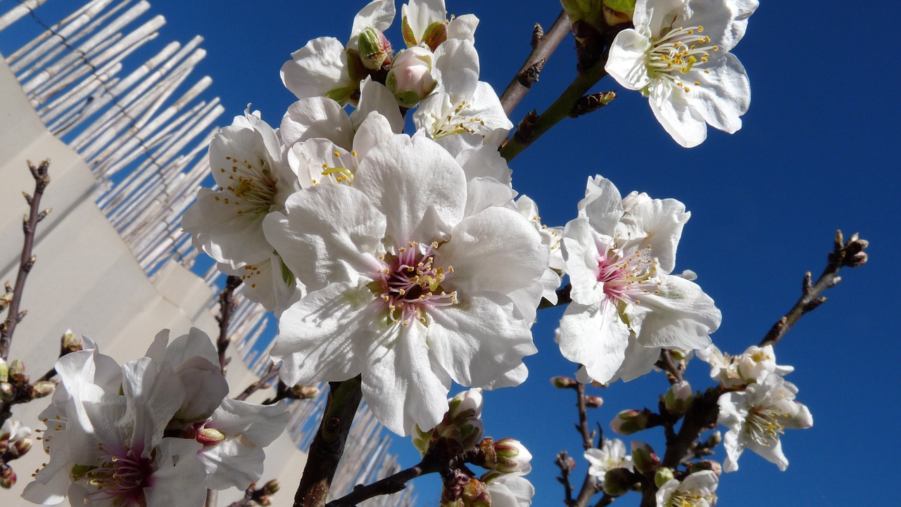 almond blossom tree free photo