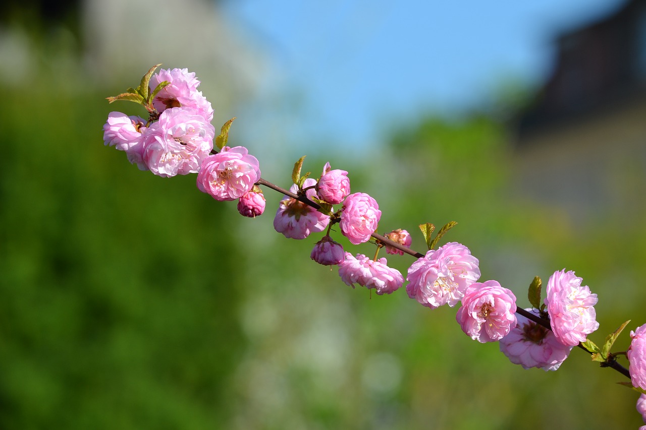 almond blossom bloom free photo