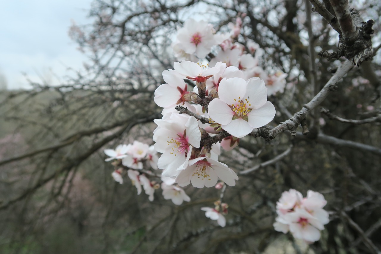 almond tree flower free photo