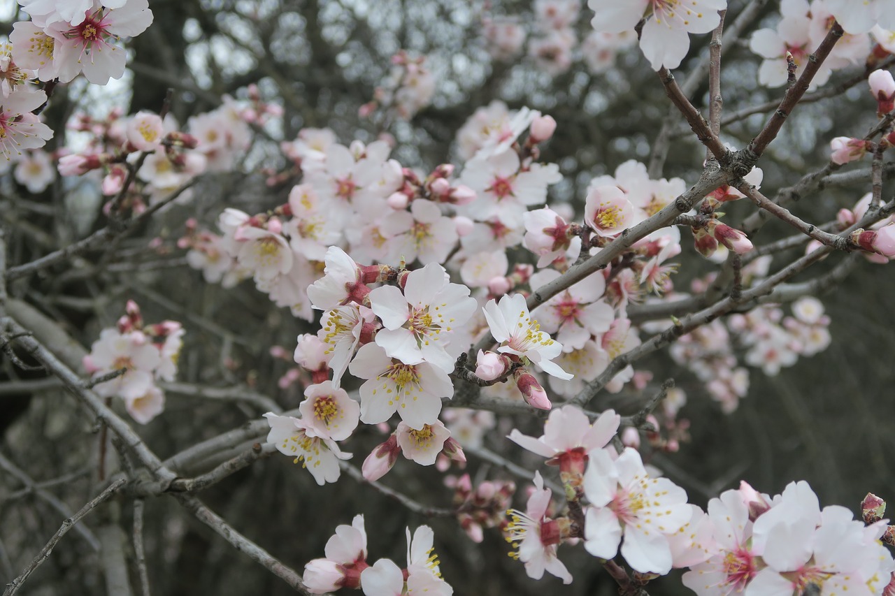 almond spring flower free photo