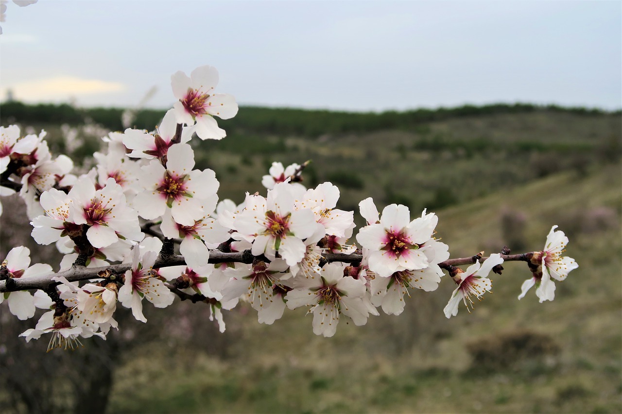 almond flower nature free photo