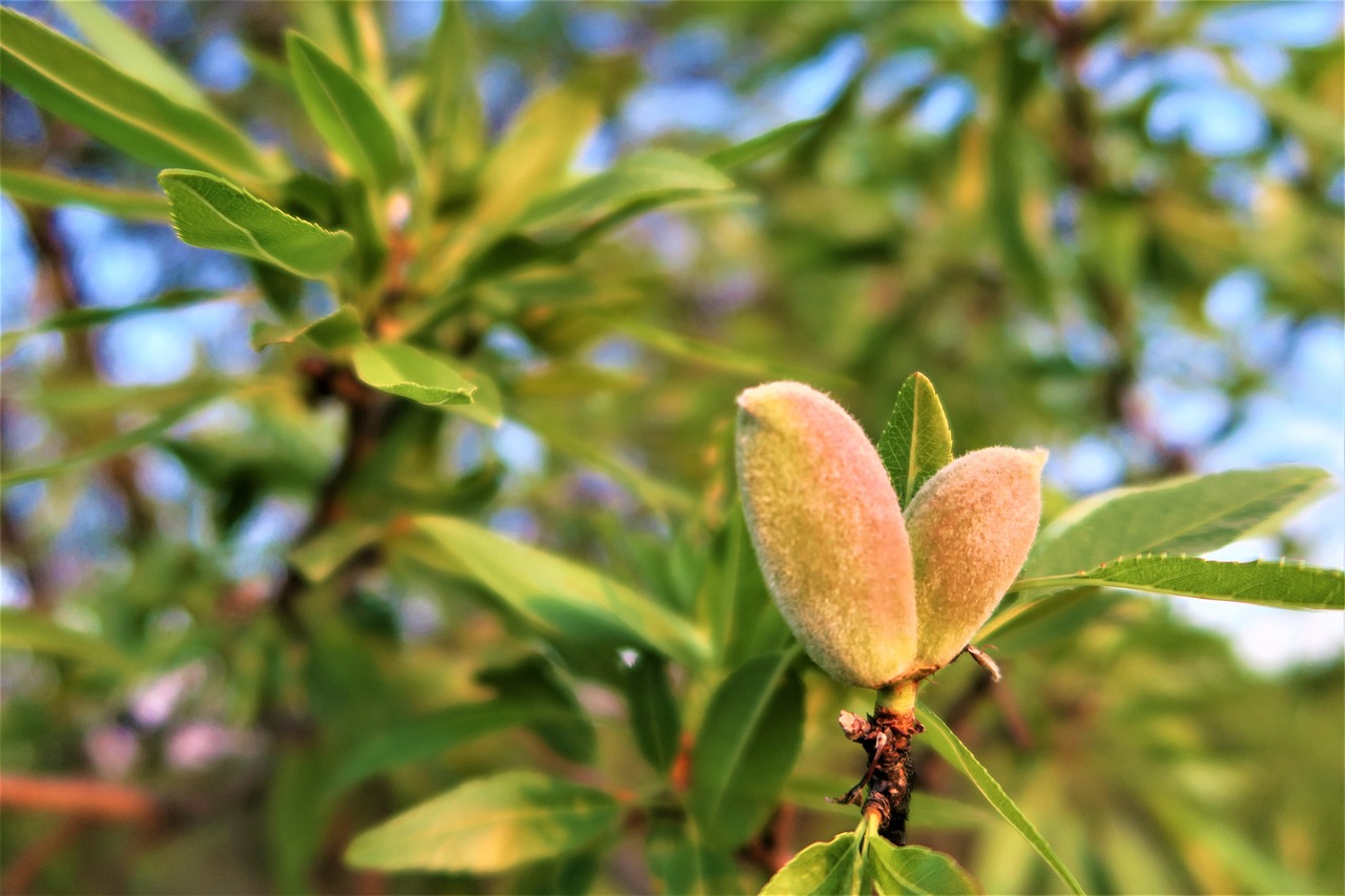 almond  nature  leaves free photo