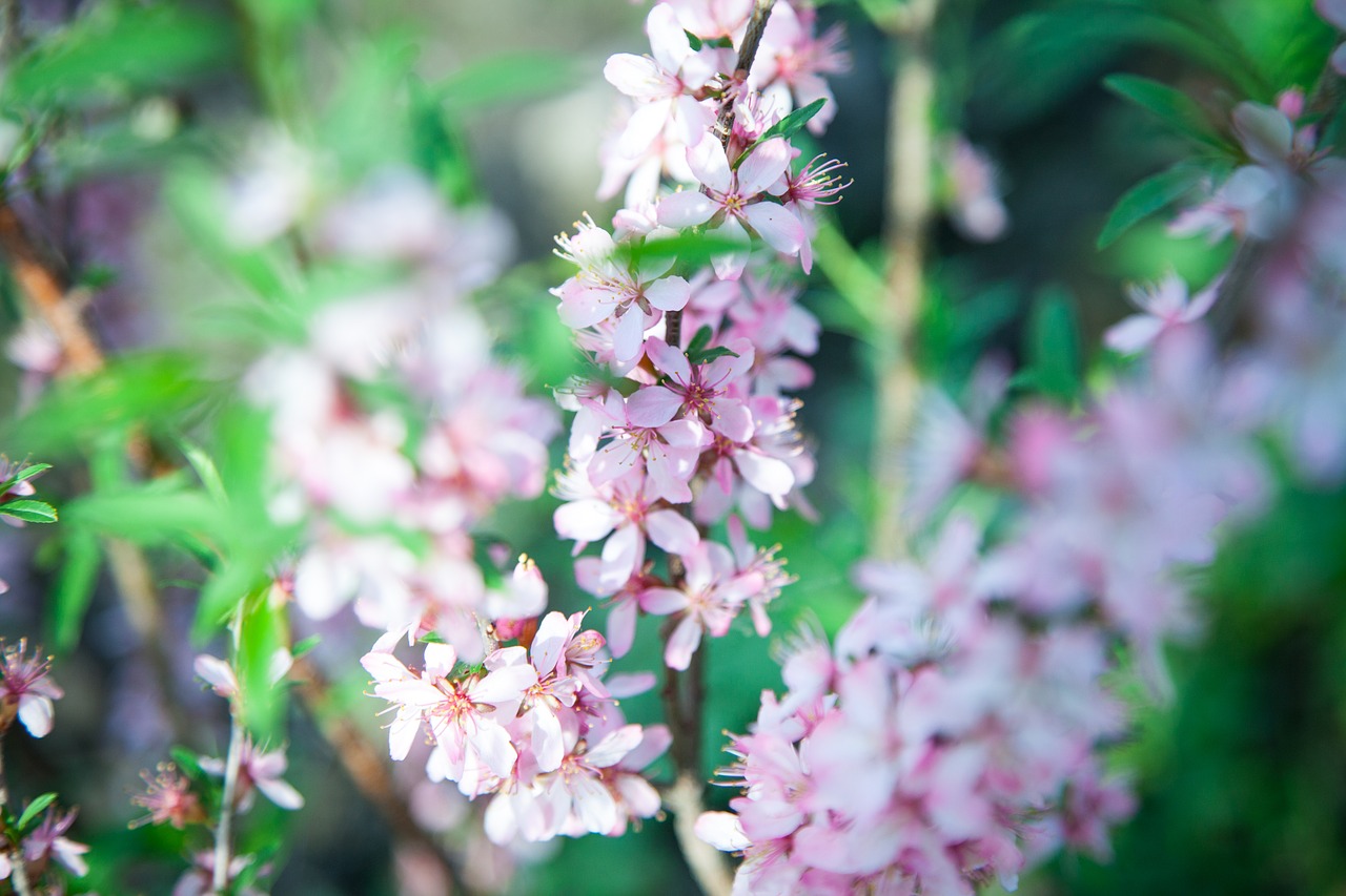 almond  flowers  bloom free photo