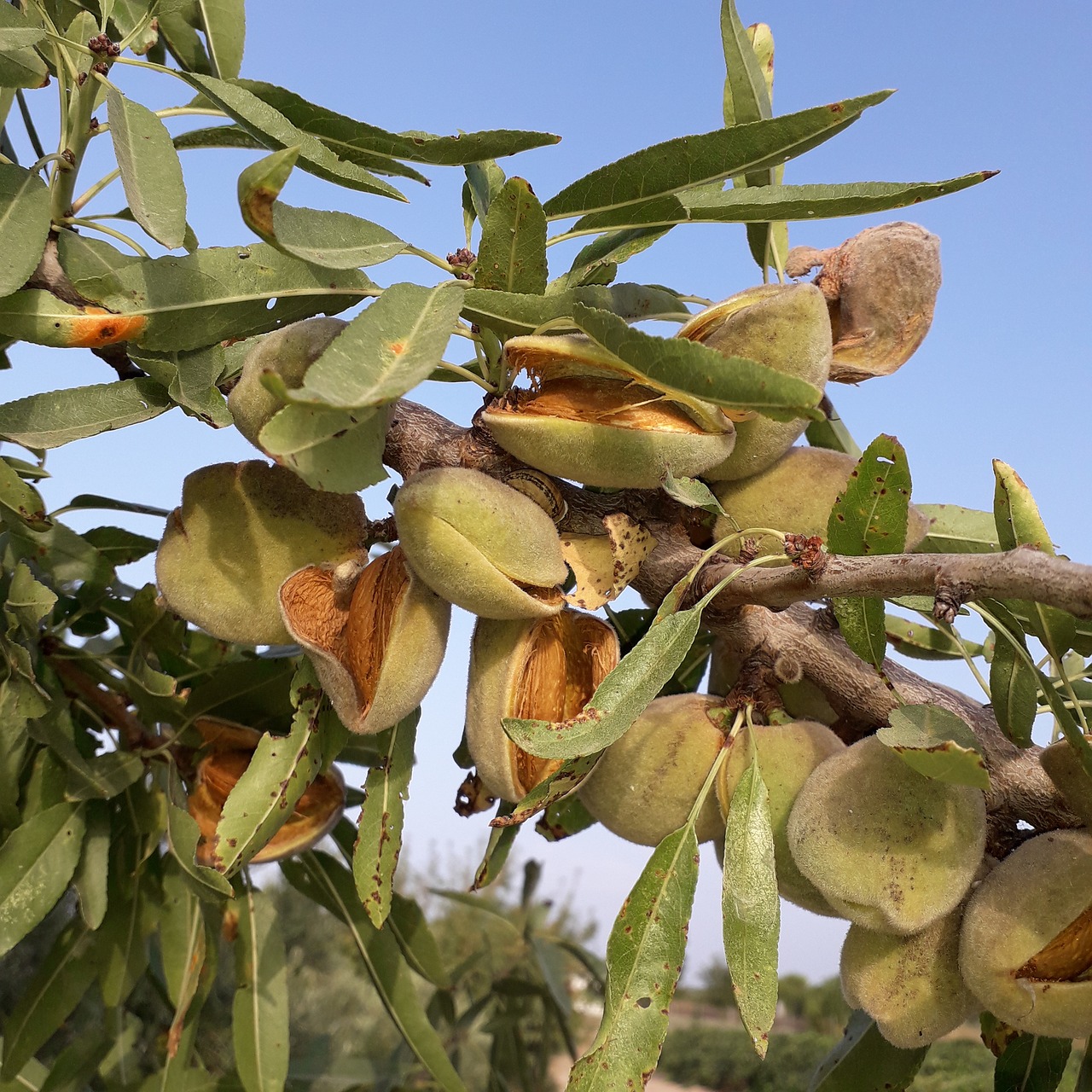 almond  maturation  fruit free photo