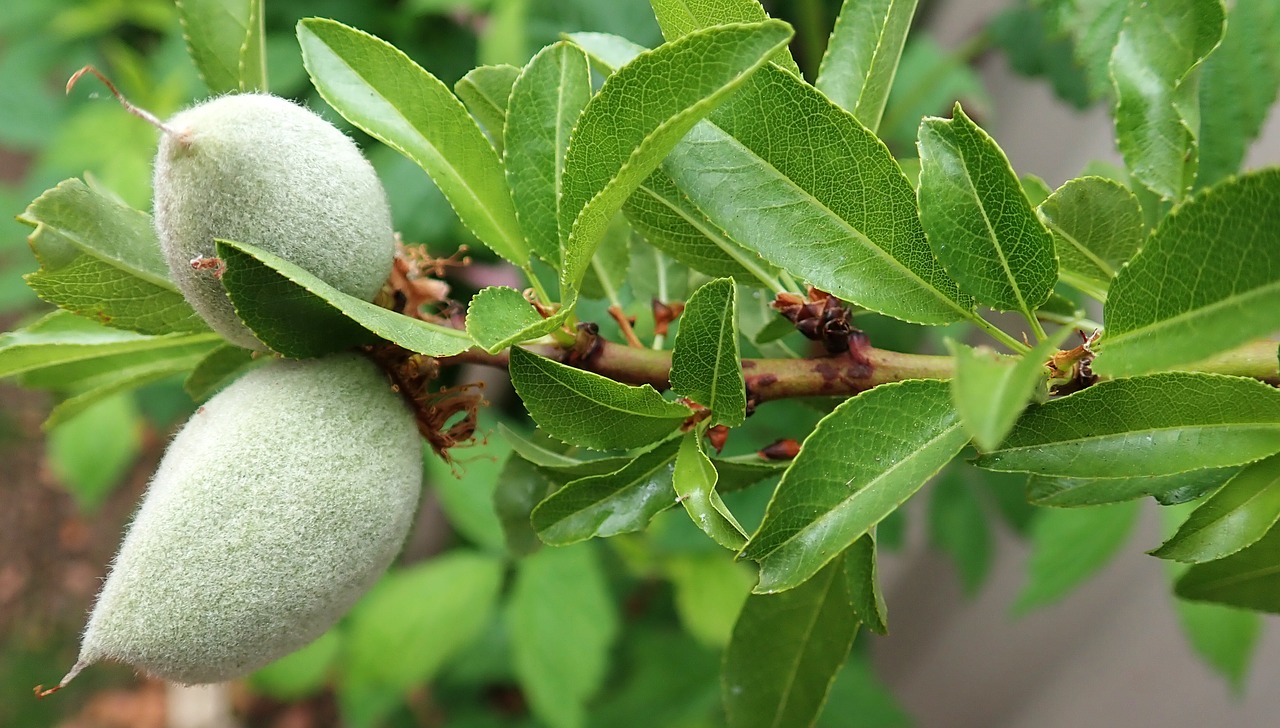 almond  tree  spring free photo