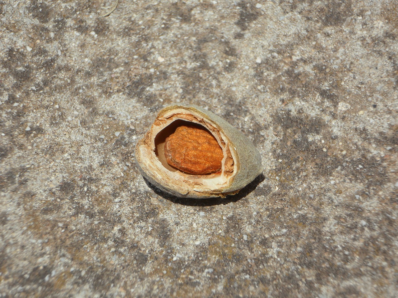 almond almond kernel broken up free photo