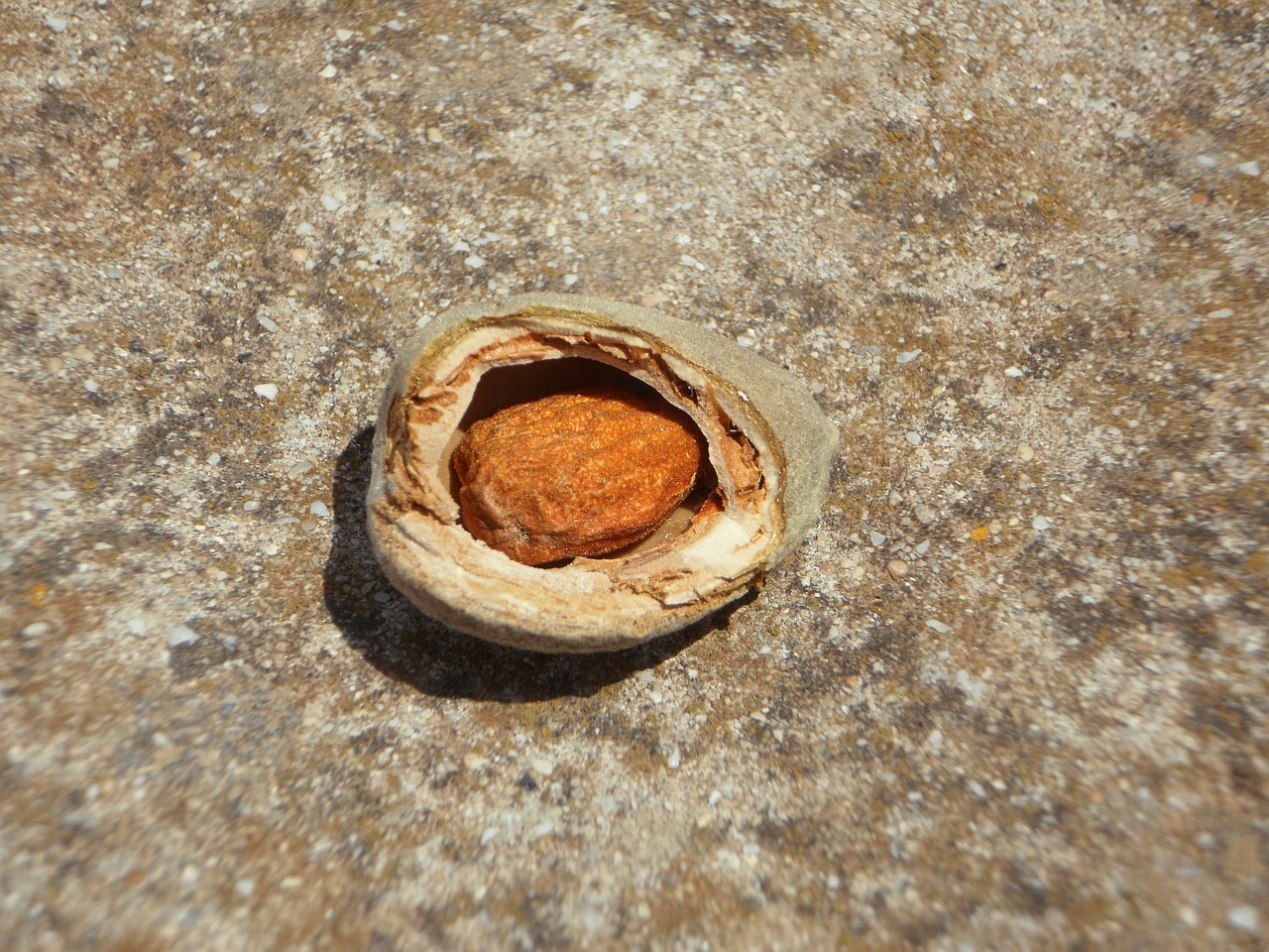 almond almond kernel broken up free photo