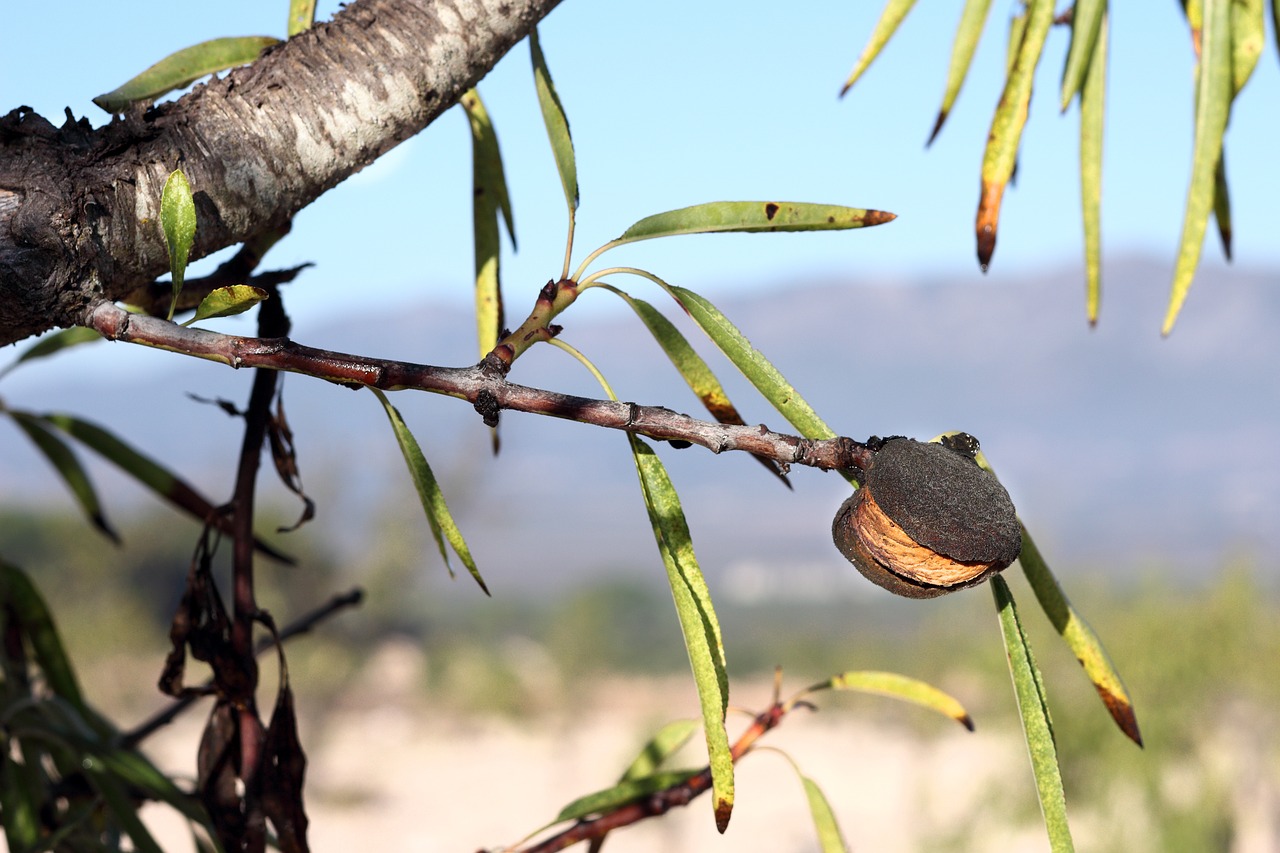 almond  almond tree  tree free photo