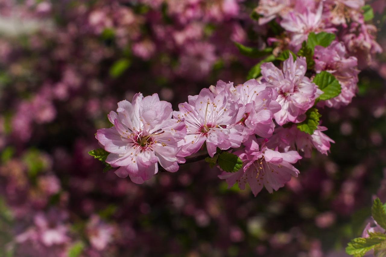 almond  pink  flowers free photo