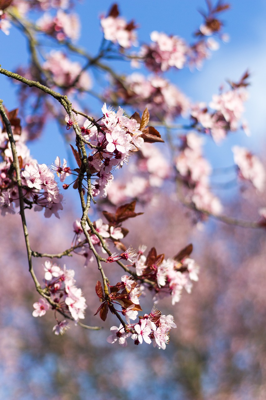 almond  blossom  cherry free photo