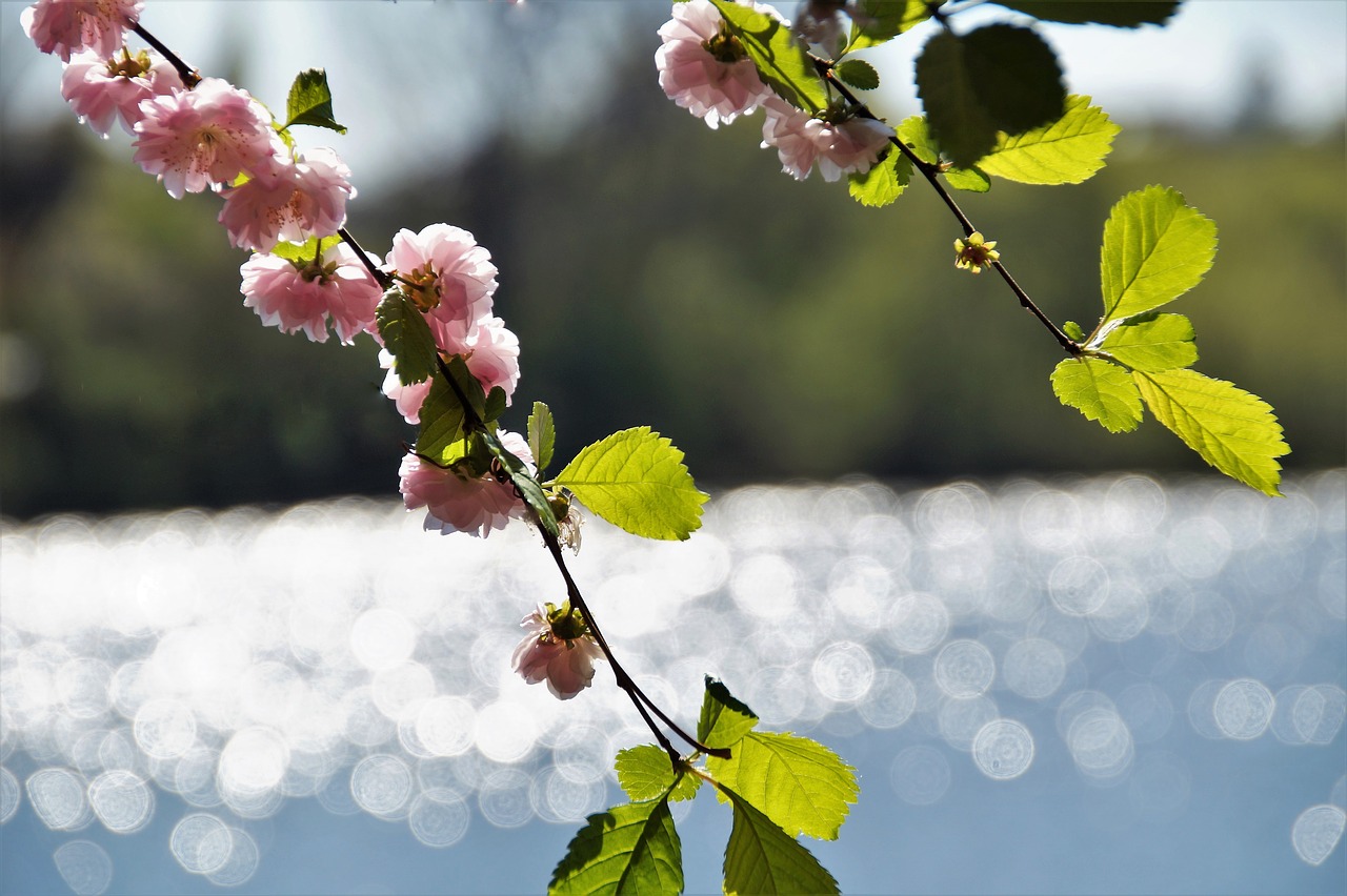 almond  flowering  pink free photo