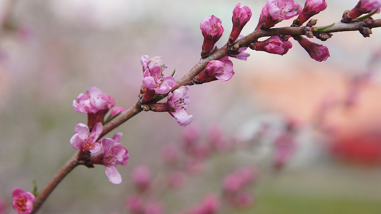 almond  flower  bush free photo