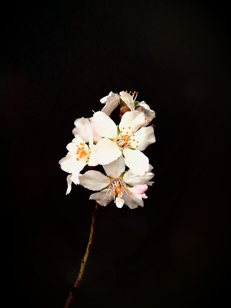 almond  flower  spring free photo