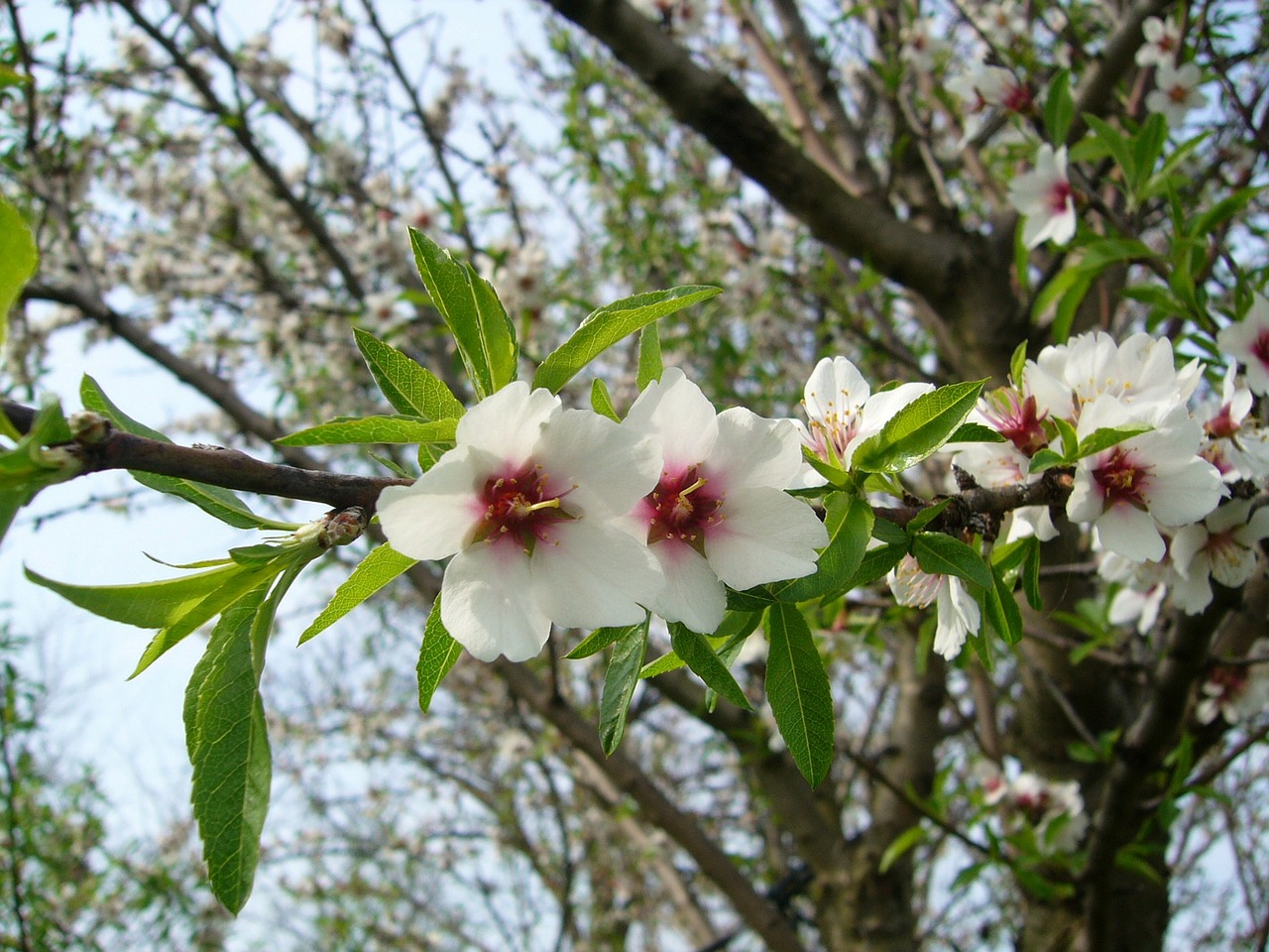 almond flower wood free photo
