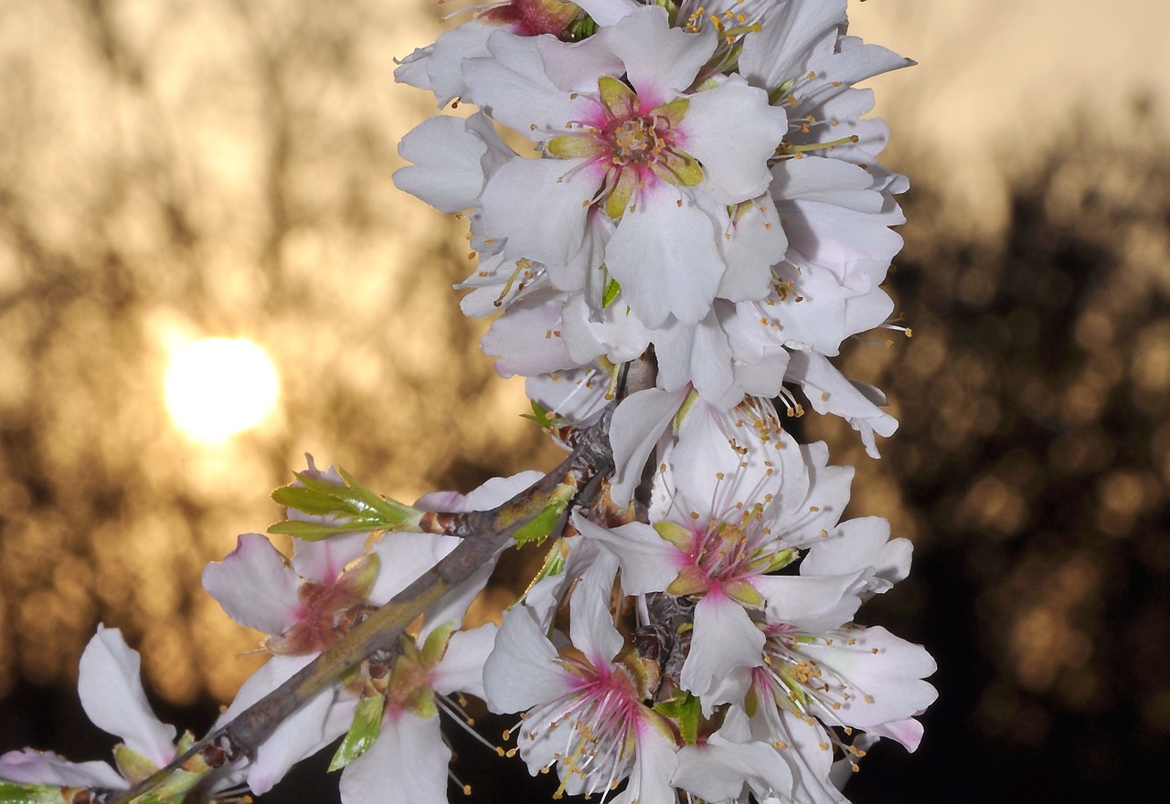 almond flowering tree spring free photo