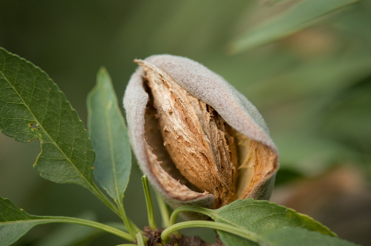 almond tree growing free photo