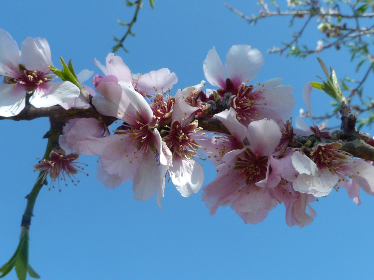 almond blossom spring flowers free photo