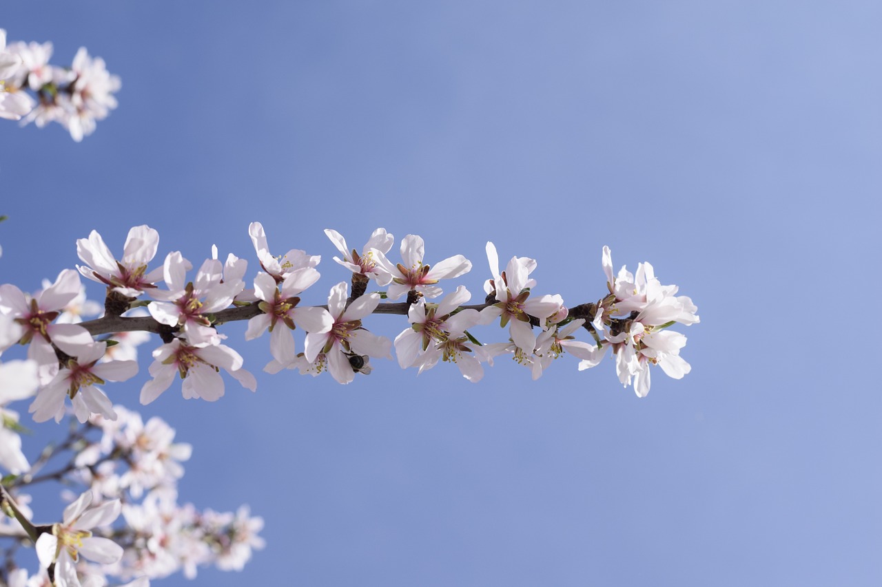 almond blossom flowers almond free photo