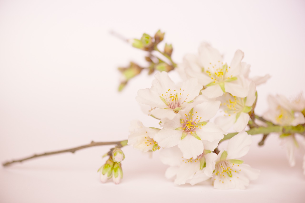 almond blossom flowers almond free photo