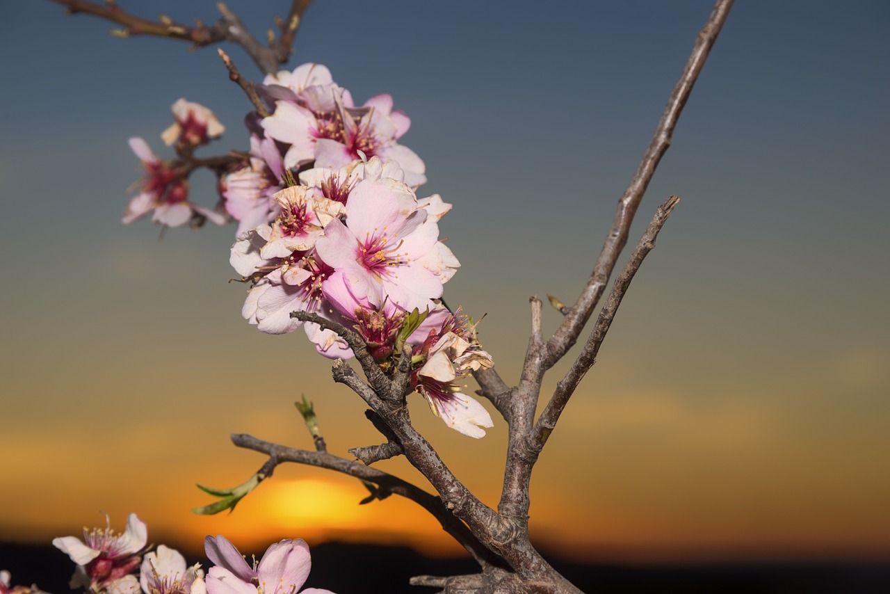 almond blossom flowers almond tree free photo