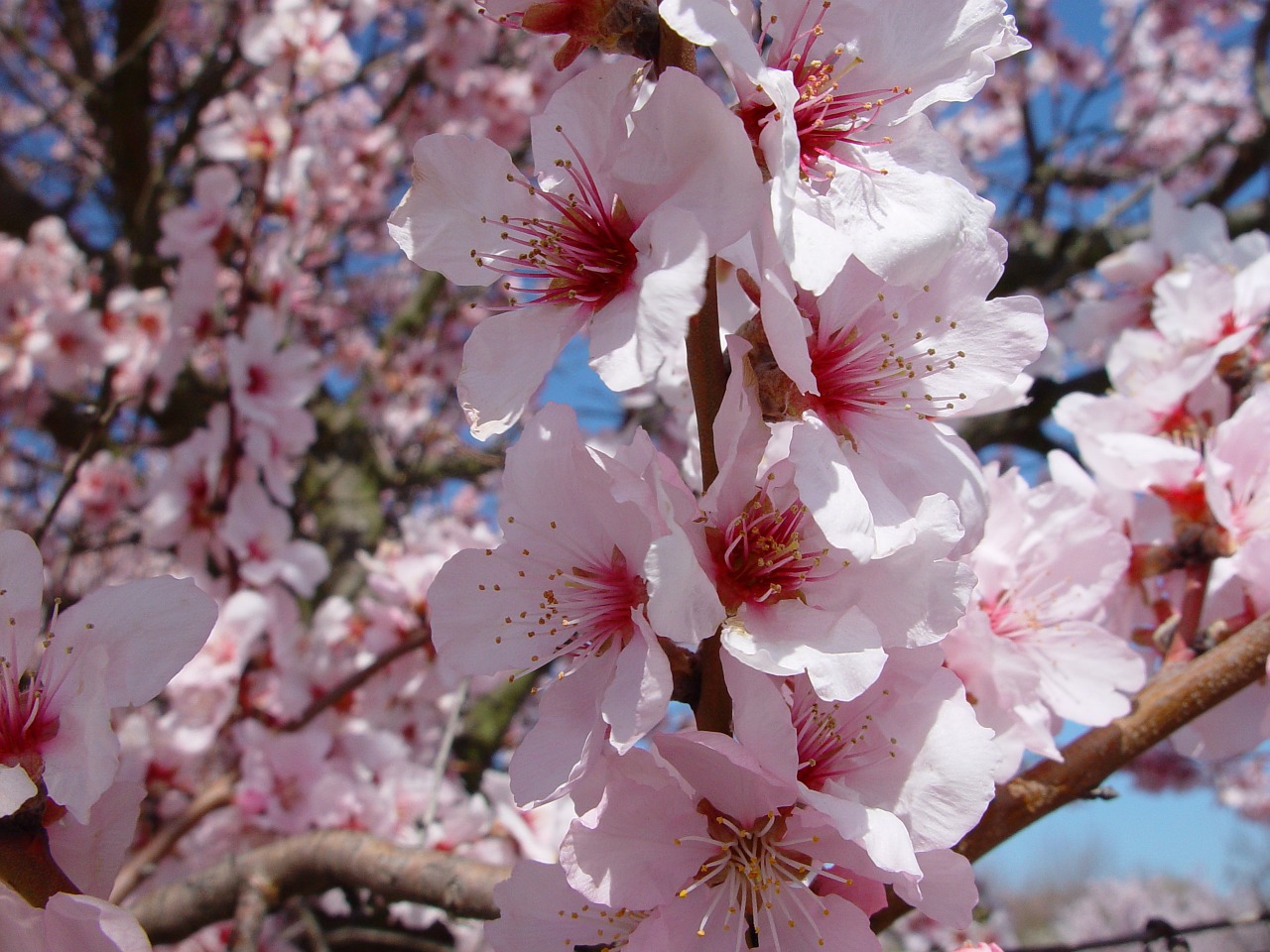 almond blossom sachsen spring free photo