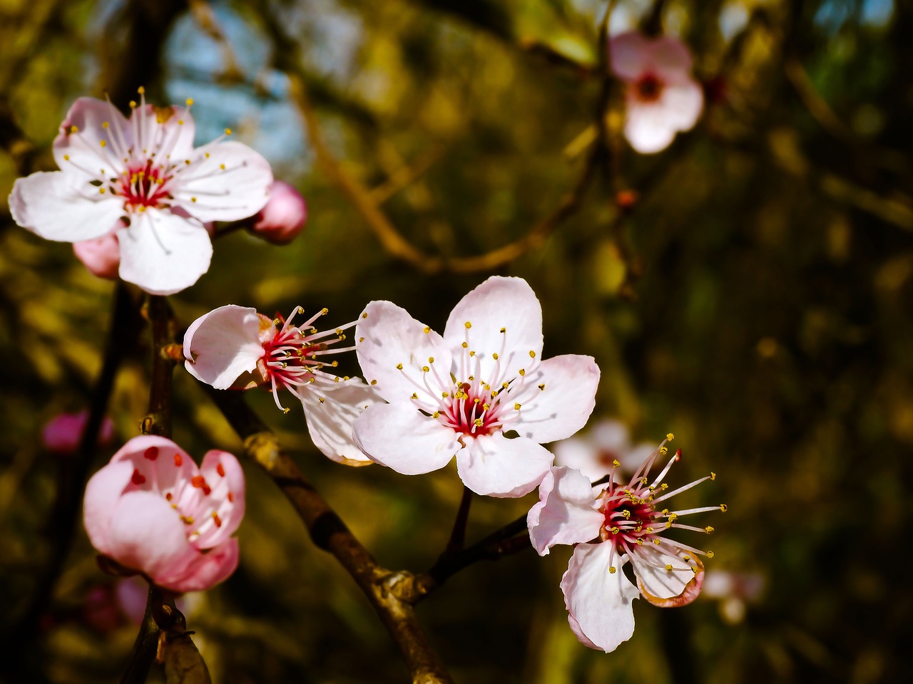 almond blossom steinobstgewaechs flowers free photo