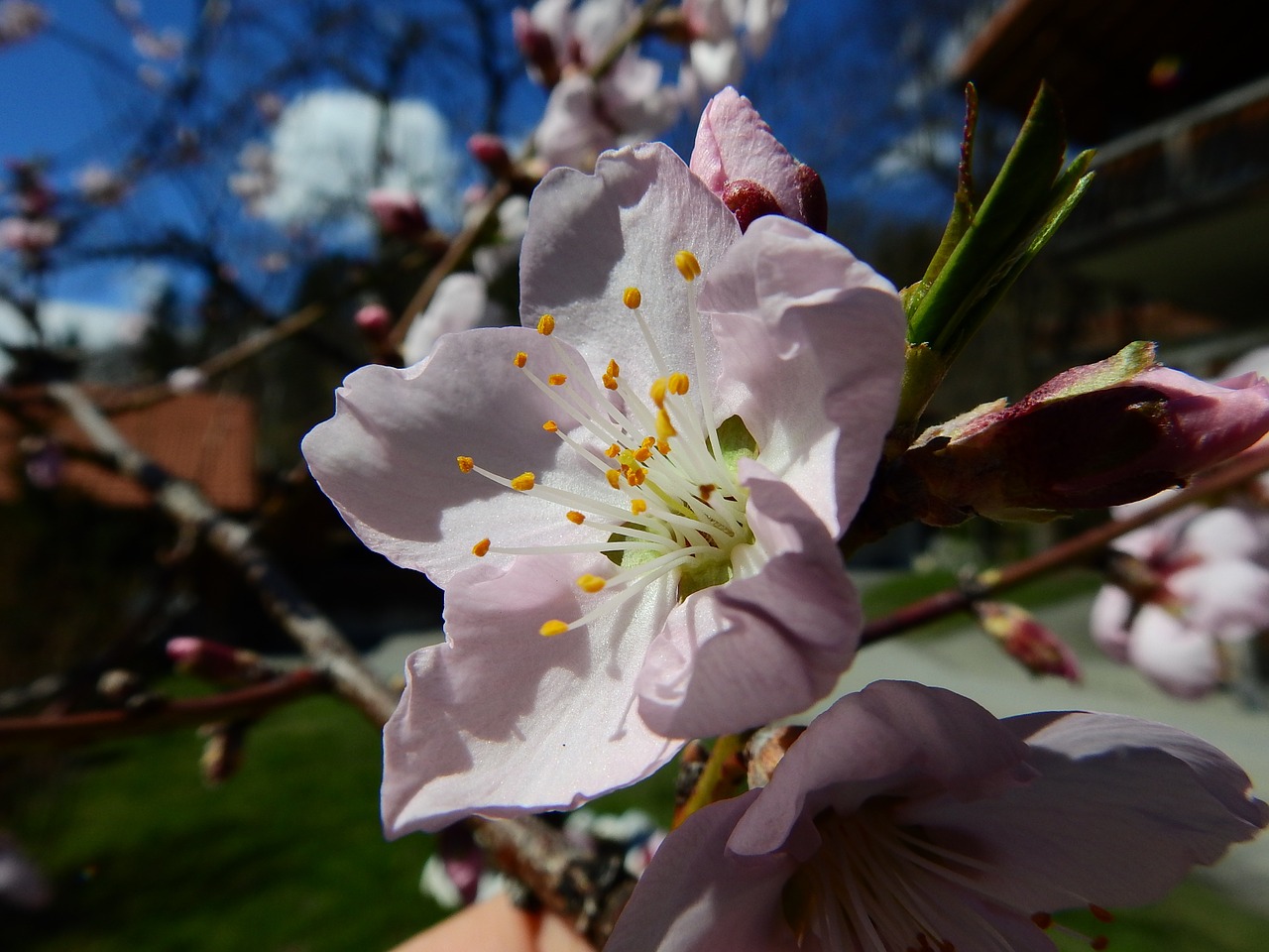 almond blossom macro spring free photo