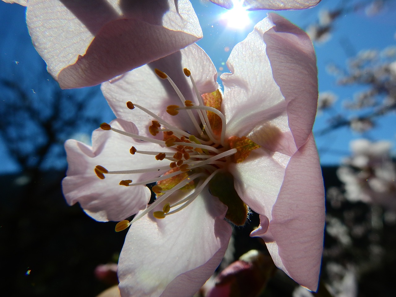 almond blossom macro spring free photo