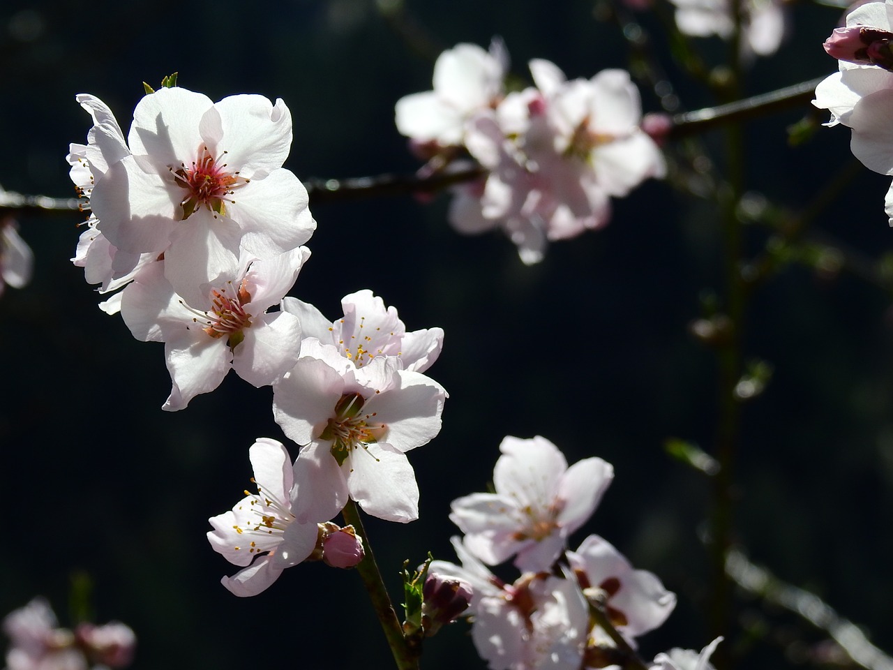 almond blossom macro spring free photo